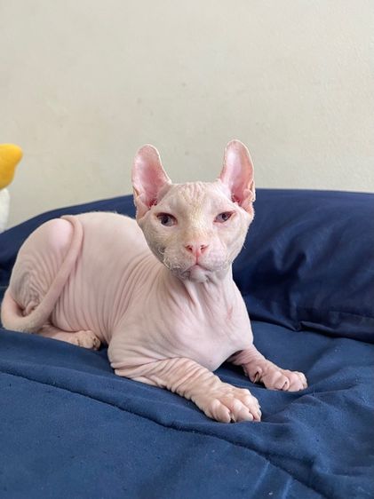 สฟิงซ์เอลฟ์ เพศผู้ สีขาวชมพู รูปที่ 6