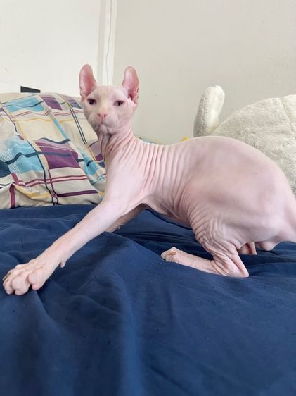 สฟิงซ์เอลฟ์ เพศผู้ สีขาวชมพู รูปที่ 12