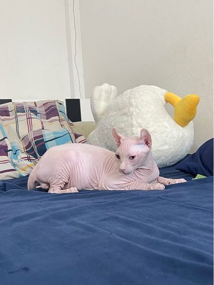 สฟิงซ์เอลฟ์ เพศผู้ สีขาวชมพู รูปที่ 13