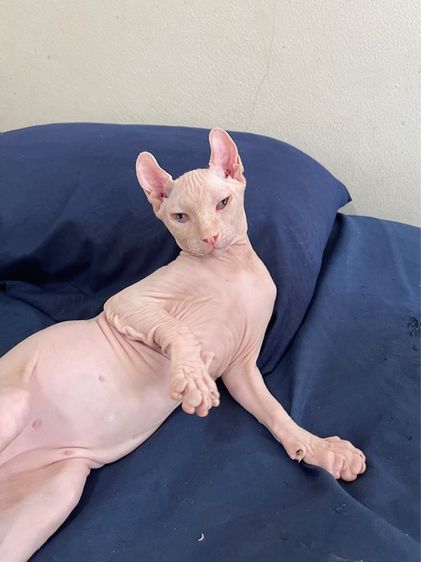 สฟิงซ์เอลฟ์ เพศผู้ สีขาวชมพู รูปที่ 15