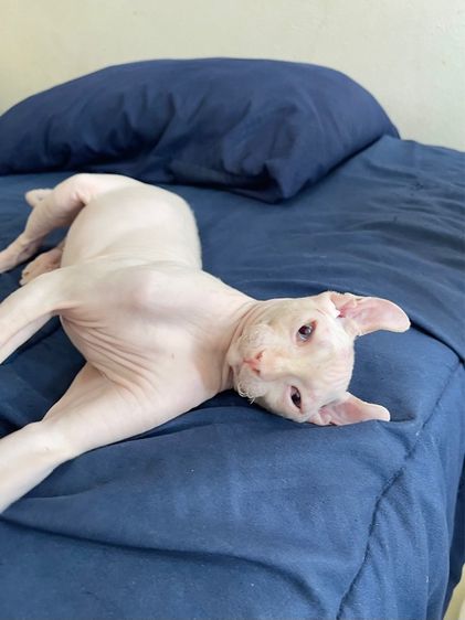 สฟิงซ์เอลฟ์ เพศผู้ สีขาวชมพู รูปที่ 10