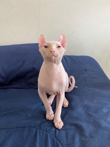 สฟิงซ์เอลฟ์ เพศผู้ สีขาวชมพู รูปที่ 4