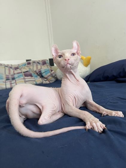 สฟิงซ์เอลฟ์ เพศผู้ สีขาวชมพู รูปที่ 8