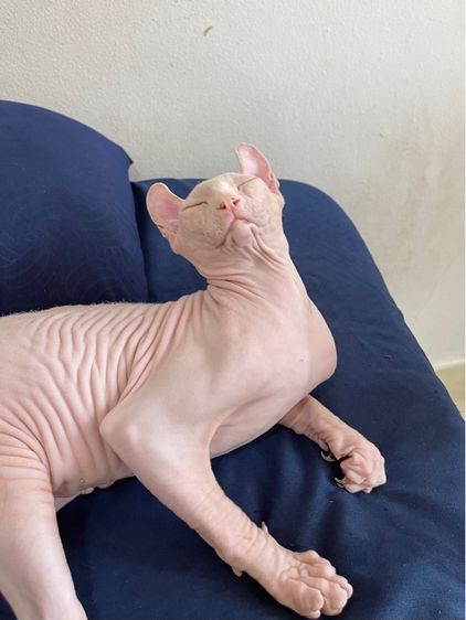 สฟิงซ์เอลฟ์ เพศผู้ สีขาวชมพู รูปที่ 18