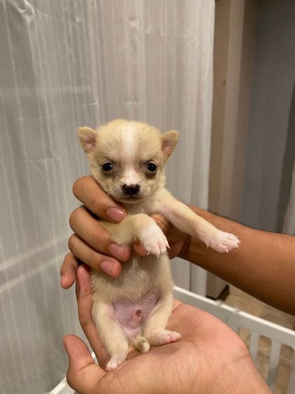 ลูกชิวาว่า รูปที่ 2