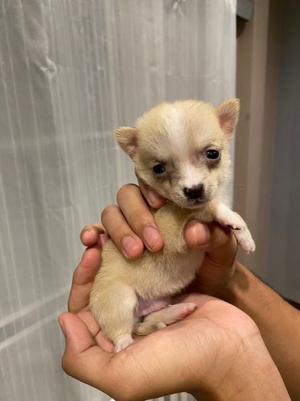 ลูกชิวาว่า รูปที่ 4