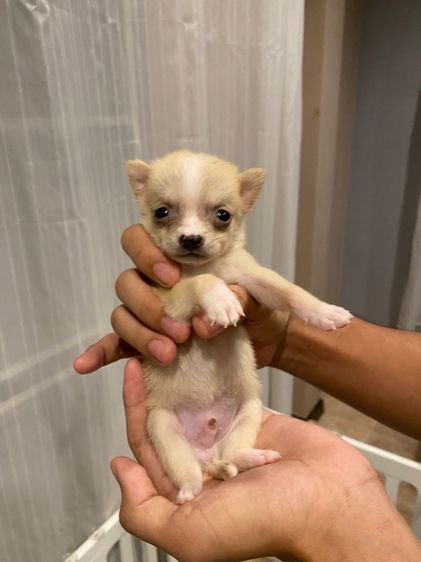 ลูกชิวาว่า รูปที่ 3