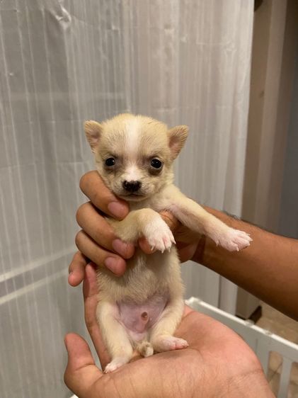 ชิวาวา (Chihuahua) เล็ก ลูกชิวาว่า