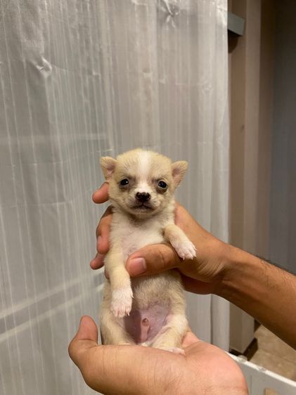 ลูกชิวาว่า รูปที่ 6