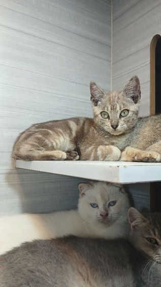 เบงกอล (Bengal House Cat) แมวเบงกอล ลายมาเบิ้ล เพศผู้ คะวัคซีนแล้ว1เข็มก่อนย้ายตรวจหัดแมวฟรีรับประกันเอดส์แมวกับรูคีเมียคะ