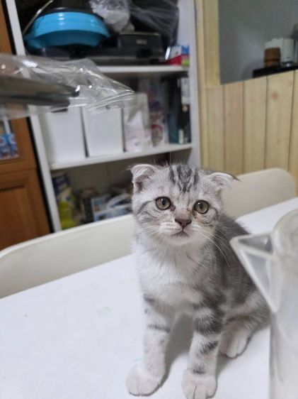 หาบ้านให้น้องเหมียว