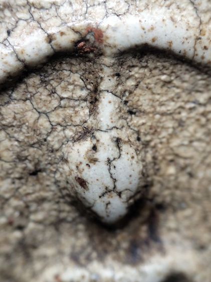 พระสมเด็จเนื้อสวยแตกลายงาครับ รูปที่ 5