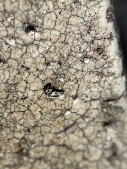 พระสมเด็จเนื้อสวยแตกลายงาครับ รูปที่ 12