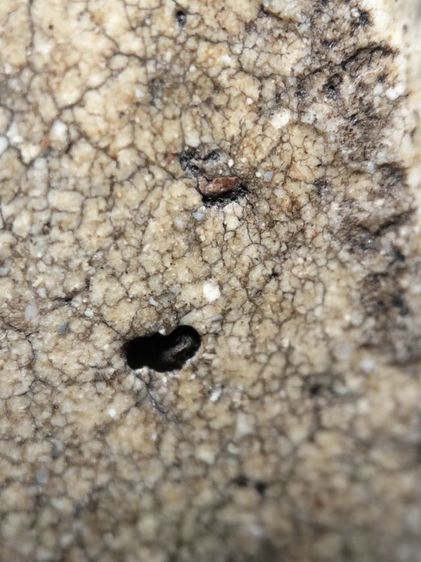 พระสมเด็จเนื้อสวยแตกลายงาครับ รูปที่ 11