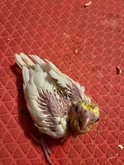 ลูกป้อนคอกคาเทลสวยๆ รูปที่ 4