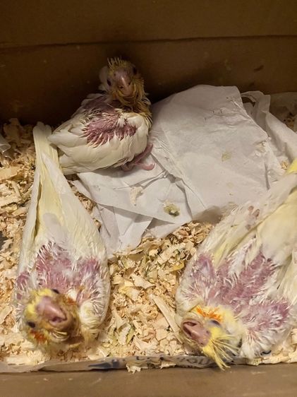 ลูกป้อนคอกคาเทลสวยๆ รูปที่ 5