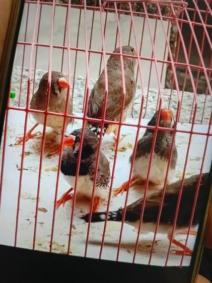 ซิบบร้า