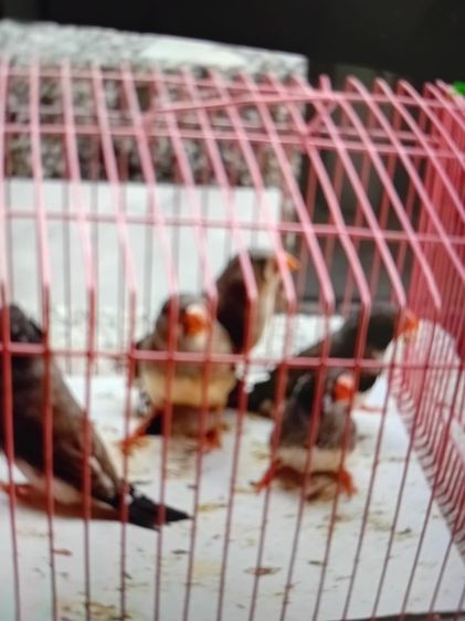 ซิบบร้า รูปที่ 2