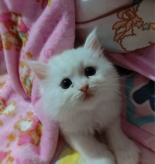 เปอร์เซีย (Persian) แมวเปอร์เซีย