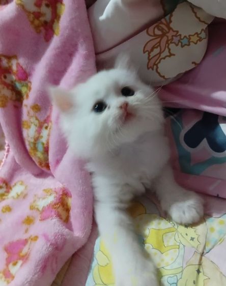 แมวเปอร์เซีย รูปที่ 5