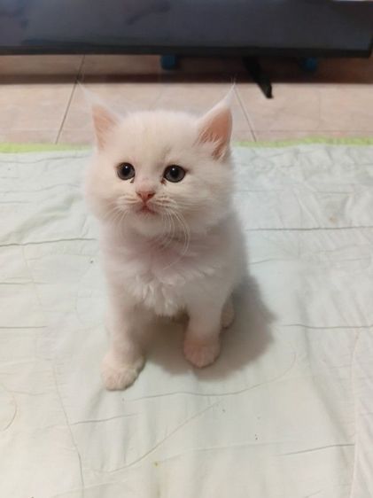 แมวเปอร์เซีย รูปที่ 4