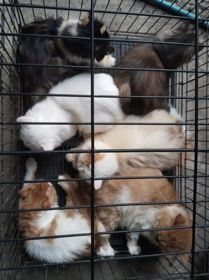 โล๊ะเลิกเลี้ยงแมวพันธุ์ รูปที่ 2