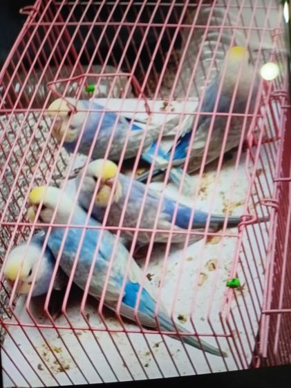 เรนโบว์สีม่วง รูปที่ 2