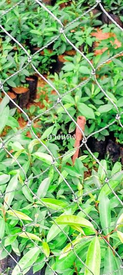 รับเพาะต้นไม้ป่าเพื่อปลูกตามโครงการทั่วไป รูปที่ 4