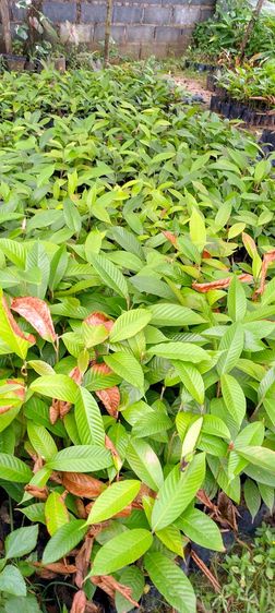 รับเพาะต้นไม้ป่าเพื่อปลูกตามโครงการทั่วไป รูปที่ 2