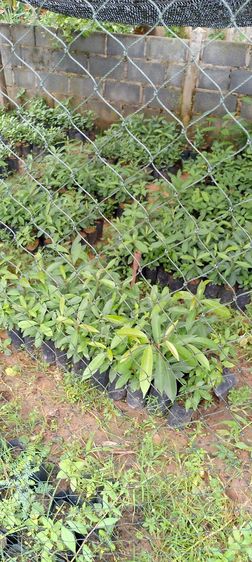 รับเพาะต้นไม้ป่าเพื่อปลูกตามโครงการทั่วไป รูปที่ 5