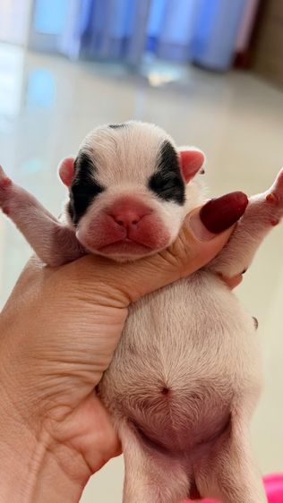 เฟรนบลูด๊อก รูปที่ 2