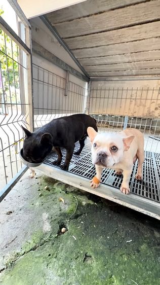 เฟรนบลูด๊อก รูปที่ 5