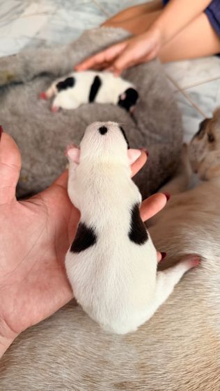 เฟรนบลูด๊อก รูปที่ 4