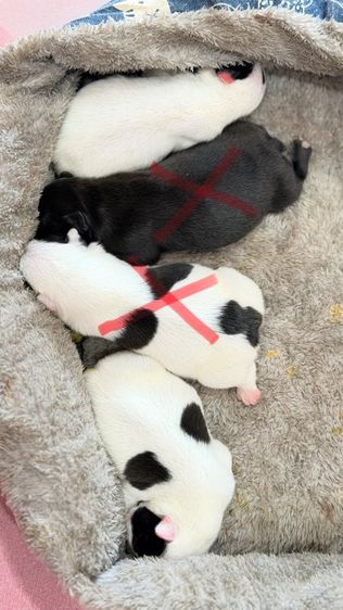 เฟรนบลูด๊อก