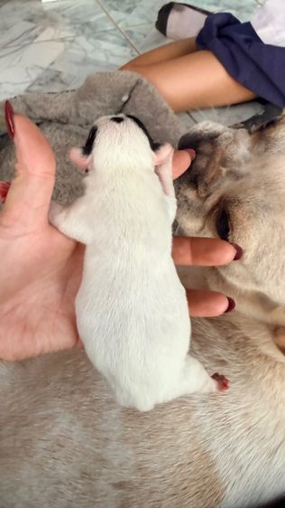 เฟรนบลูด๊อก รูปที่ 3