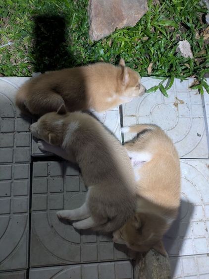 ไซบีเรียนผสมบางแก้ว รูปที่ 3