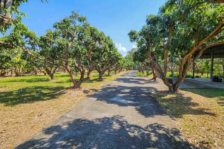 ตกแต่งครบ บ้านพักส่วนตัววิวภูเขา พร้อมสวนลำไย 84 ต้น ใกล้สนามกอล์ฟ, เชียงใหม่ รูปที่ 4