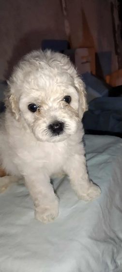 พุดเดิ้ล