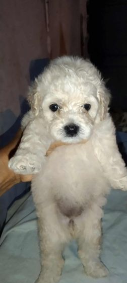 พุดเดิ้ล รูปที่ 2