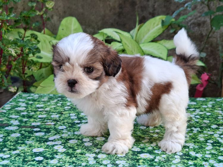 พุดเดิ้ลสมชิสุ รูปที่ 3