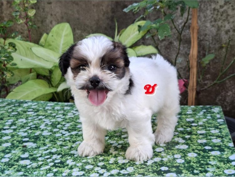 พุดเดิ้ลสมชิสุ รูปที่ 2