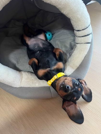 ดัชชุน มินิ ขนสั้น 2เดือน