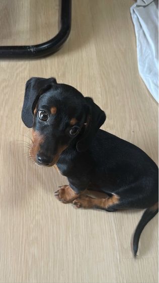 ดัชชุน มินิ ขนสั้น 2เดือน รูปที่ 2