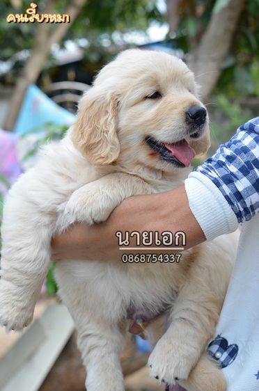 ขายลูกโกลเด้นแท้ พร้อมย้ายบ้าน รูปที่ 2
