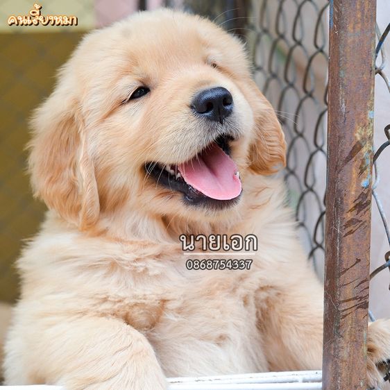 ขายลูกโกลเด้นแท้ พร้อมย้ายบ้าน