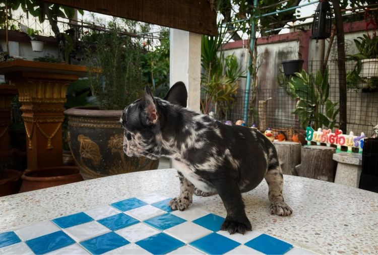 สุนัขเฟร้นบลูด๊อกเพศเมีย รูปที่ 15