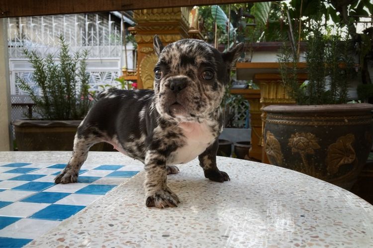 สุนัขเฟร้นบลูด๊อกเพศเมีย รูปที่ 11