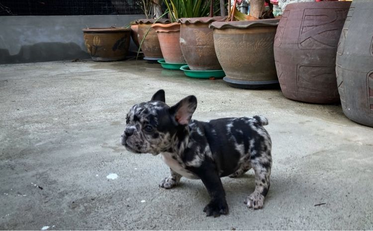 สุนัขเฟร้นบลูด๊อกเพศเมีย รูปที่ 6