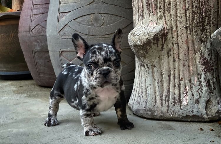 สุนัขเฟร้นบลูด๊อกเพศเมีย รูปที่ 8