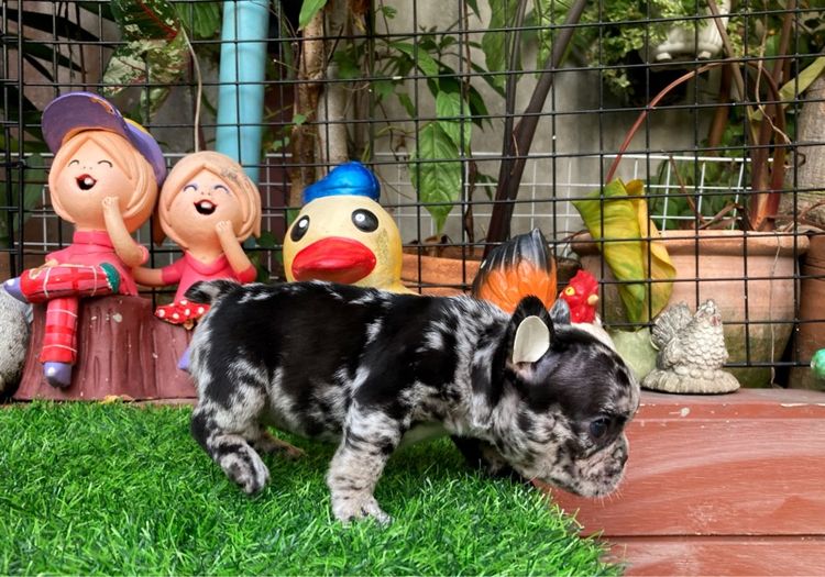 เฟรนช์ บูลด็อก (French Bulldog) เล็ก สุนัขเฟร้นบลูด๊อกเพศเมีย